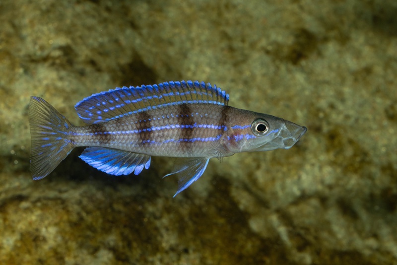 Paracyprichromis sp. 'ammelrooyi' Ikola